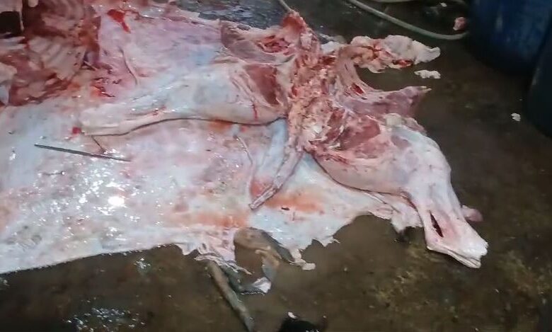 punjab food authority