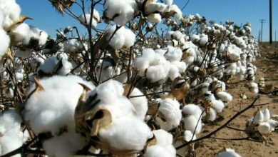 cotton production