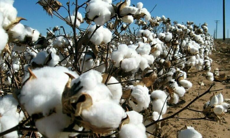 cotton production