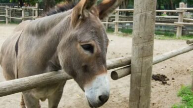 Donkey skins smuggled
