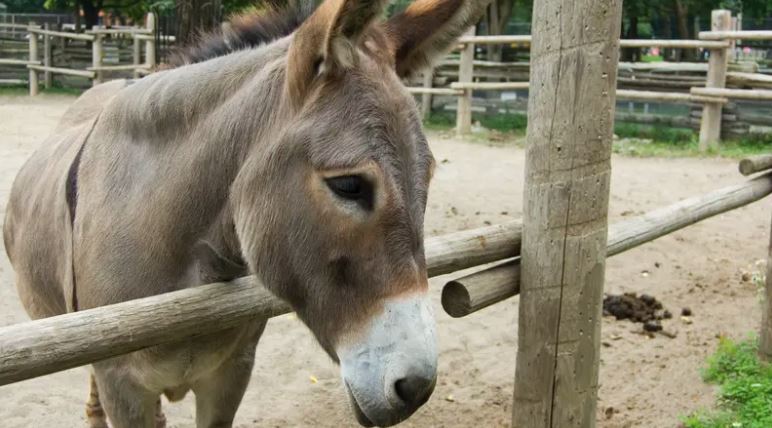 Donkey skins smuggled