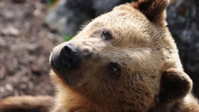 Permission to sell bear meat