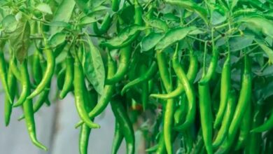Green pepper