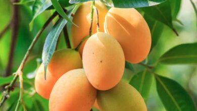 mangos