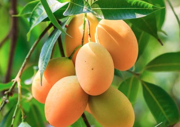 mangos