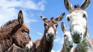 donky meat in pakistan