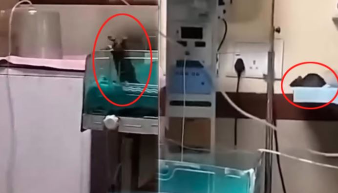 rat in hospital