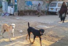dogs