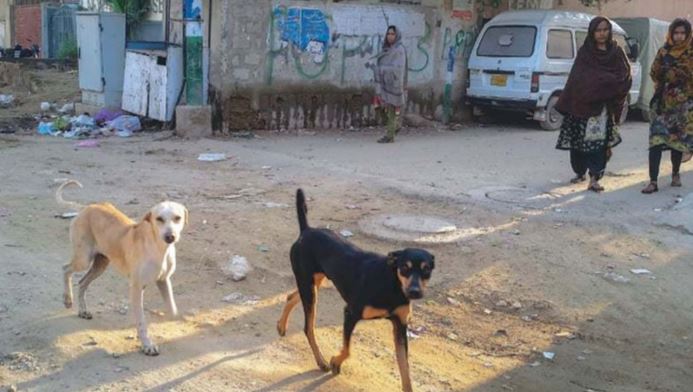 dogs