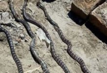 snake in shakergarh