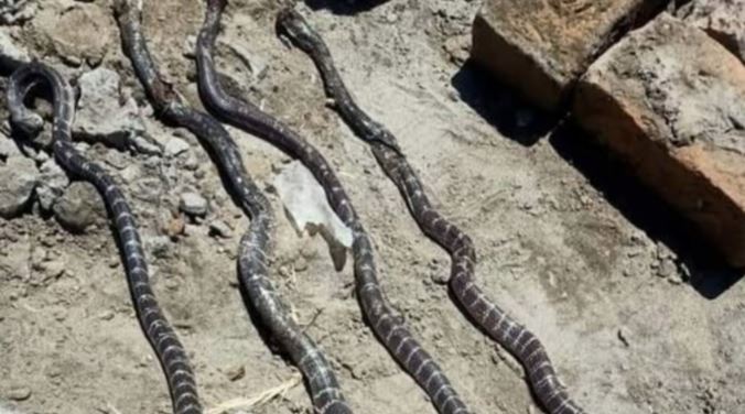 snake in shakergarh