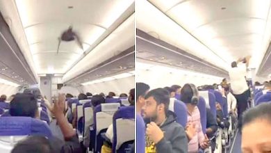 indian airline indigo