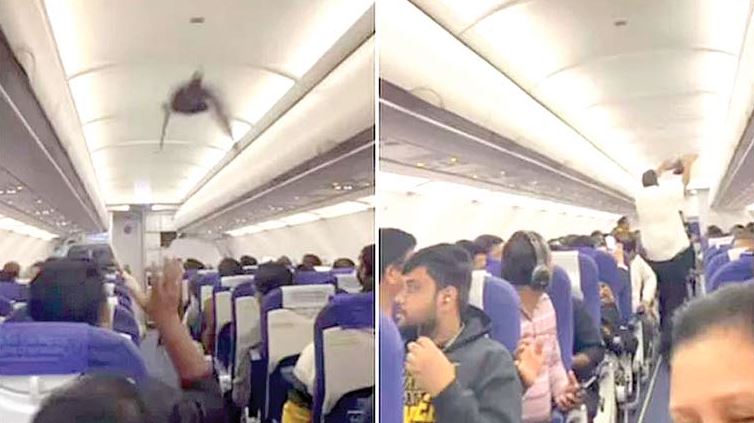 indian airline indigo