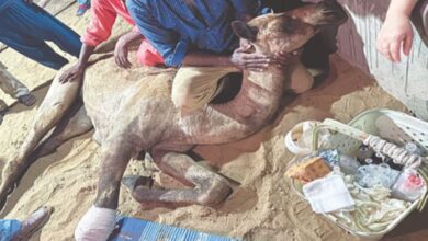 Big decision to prevent cruelty to animals