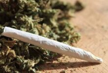 Cannabis and marijuana