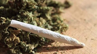 Cannabis and marijuana