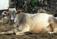 Cut out the cow's tongue