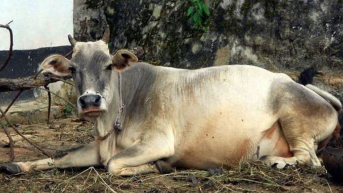 Cut out the cow's tongue