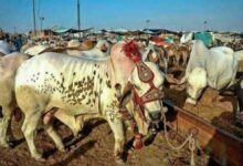 Livestock markets