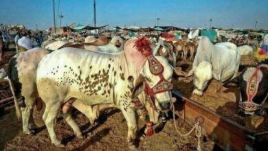 Livestock markets