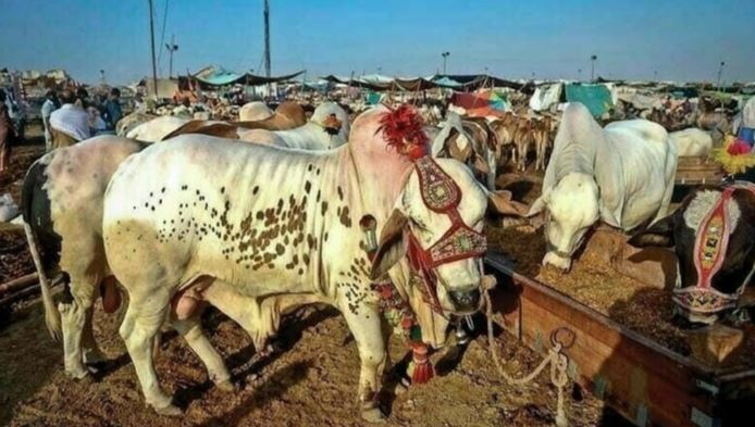 Livestock markets