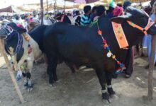 eid ul adha in pakistan