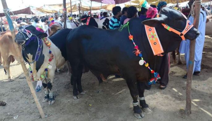 eid ul adha in pakistan