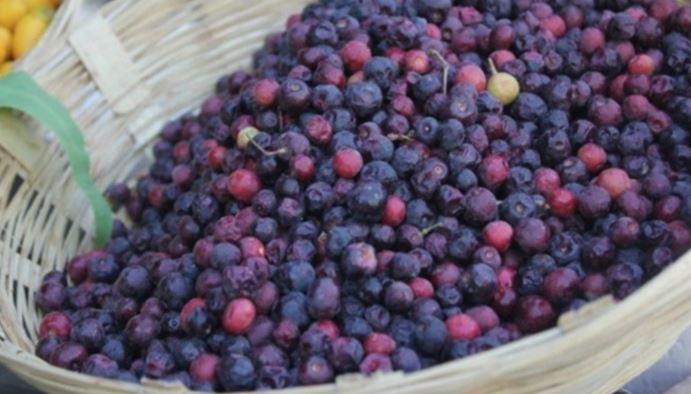 falsa