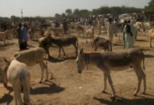 donkey in pakistan