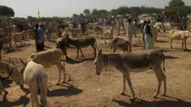donkey in pakistan
