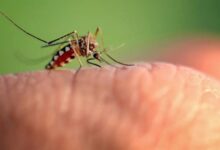 mosquito