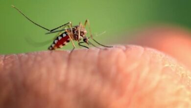 mosquito