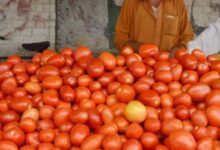 tomato price