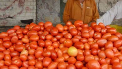 tomato price