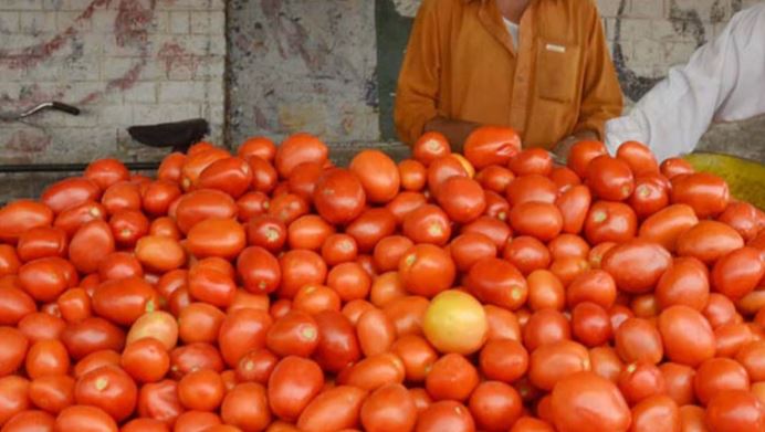 tomato price