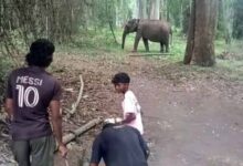 elephant death in india