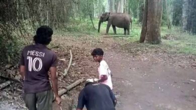 elephant death in india