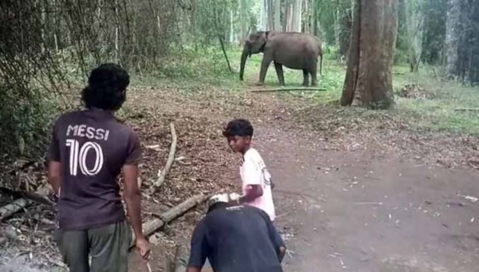 elephant death in india