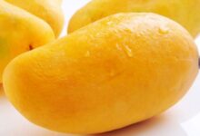mango eating