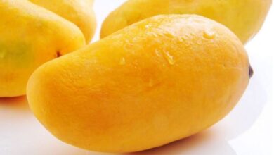 mango eating