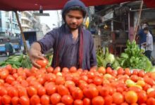tamatar price