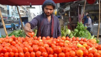 tamatar price