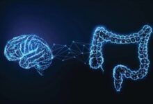 Brain and stomach
