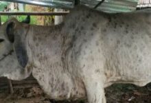 Lumpy Skin Disease in Cattle