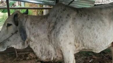 Lumpy Skin Disease in Cattle