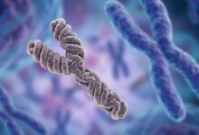 Y chromosome