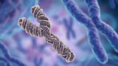 Y chromosome